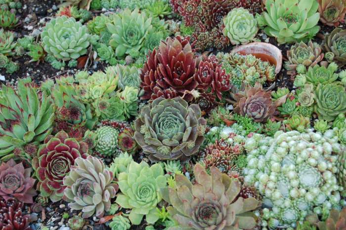 Sempervivum Dachwurz Hauswurz